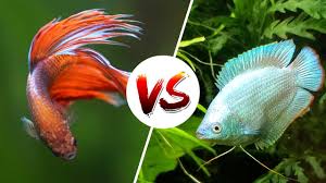 Bettas & Gouramis