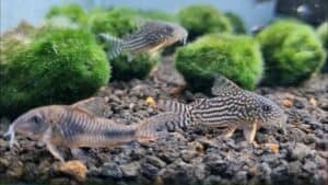 Corydoras