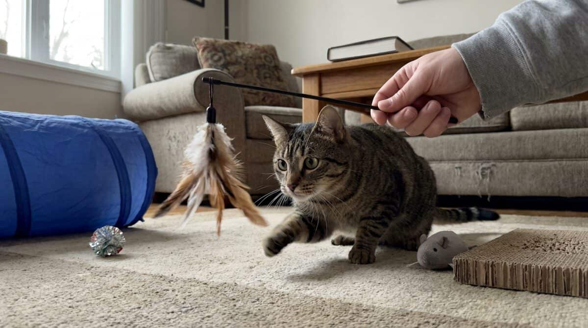 Best Cat Toys for Indoor Cats