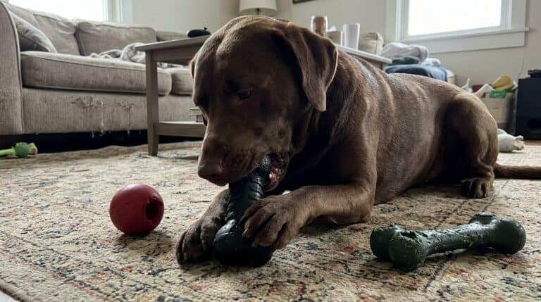 Best Dog Toys for Aggressive Chewers