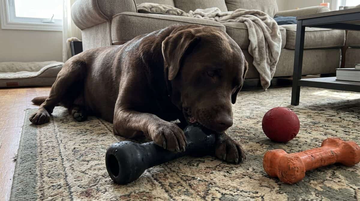 Best Dog Toys for Aggressive Chewers